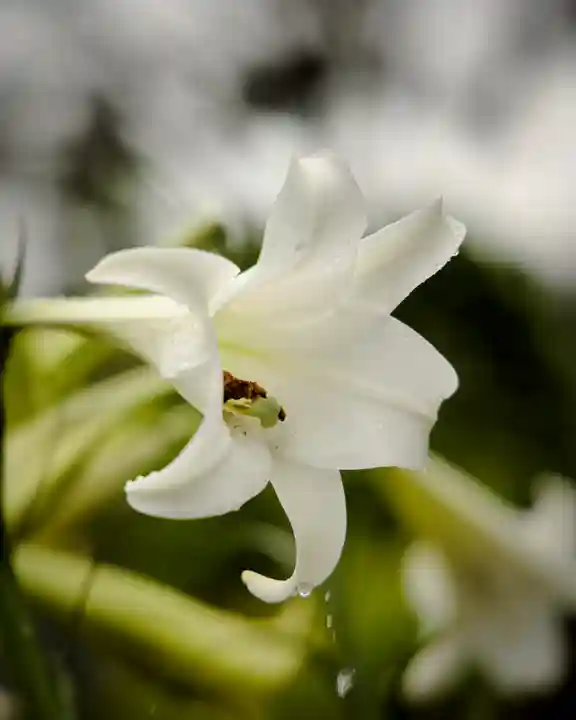 慈光寺(弓田ポックリ不動尊)(茨城県)