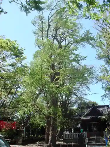 亀岡八幡宮（亀岡八幡神社）の自然
