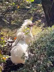 武田神社の動物