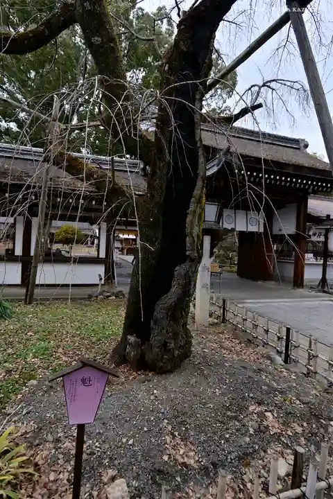 平野神社の自然