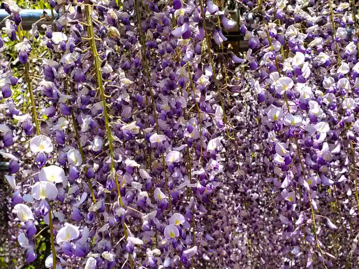 天台宗 五大山 白毫寺の自然
