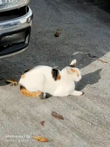 玉姫稲荷神社の動物