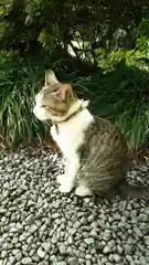 唐澤山神社の動物