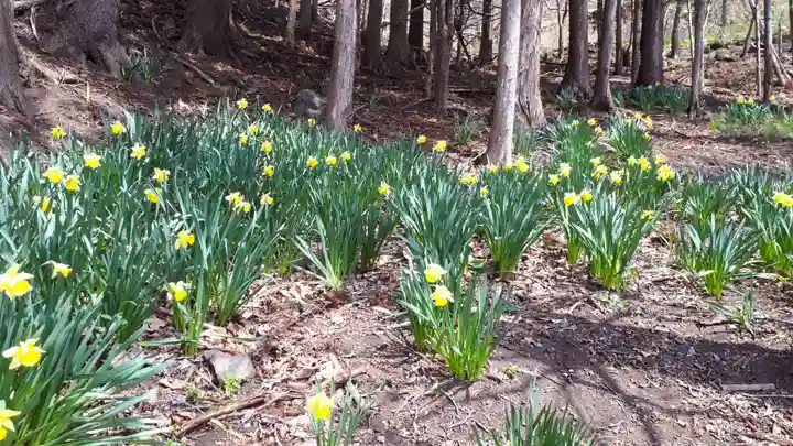 本輪西八幡神社の自然