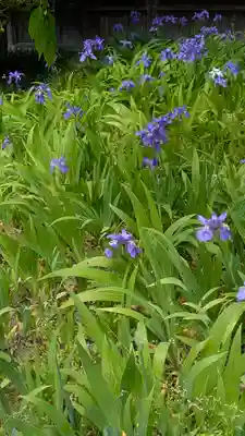 得浄明院(善光寺別院)(京都府)