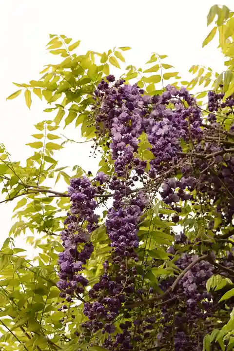 笠間稲荷神社(茨城県)
