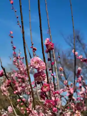 石清水八幡宮(京都府)