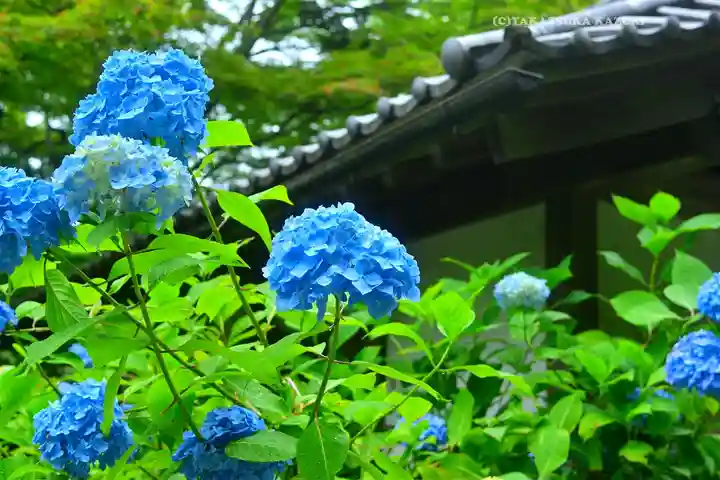 明月院(神奈川県)