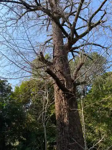 忍　諏訪神社・東照宮　の自然