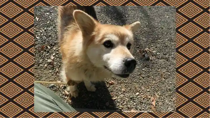 別雷皇太神(茨城県)