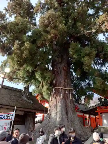 春日大社の自然