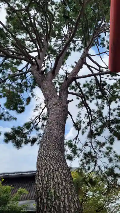 猿田彦神社の自然
