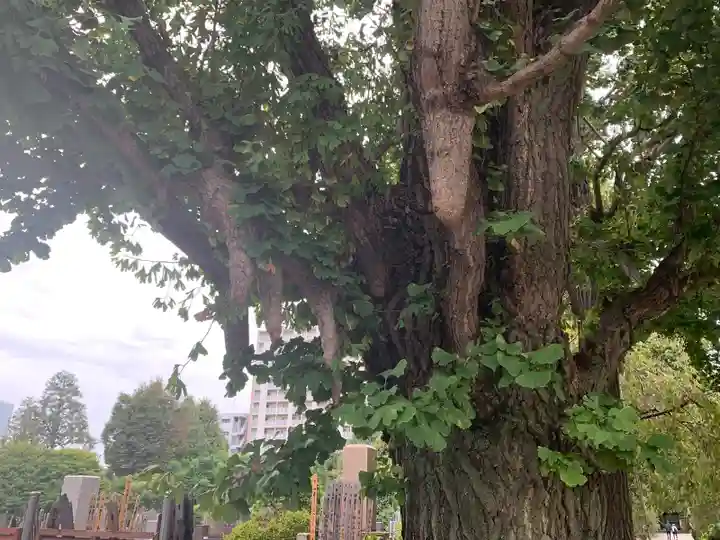 吉祥寺(東京都)