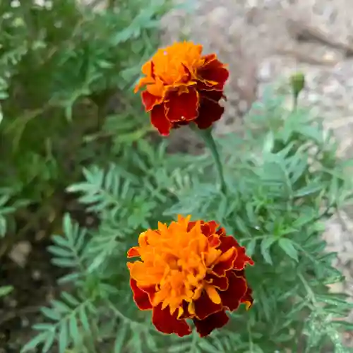 豊景神社の自然