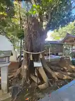 大宮・大原神社(千葉県)