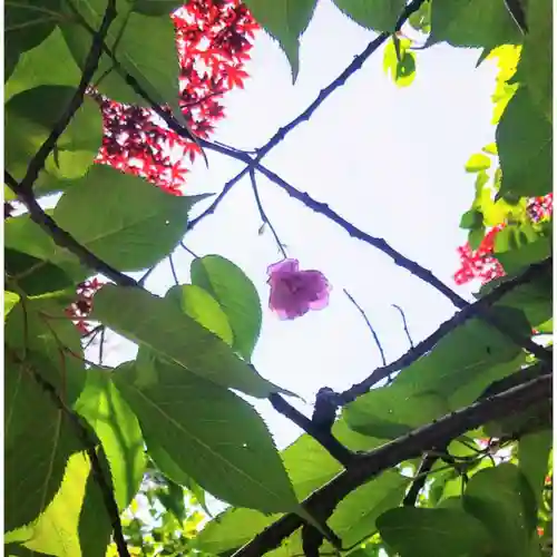 彌彦神社　(伊夜日子神社)の自然
