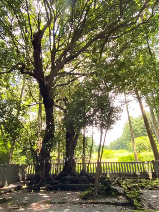 山宮浅間神社の自然