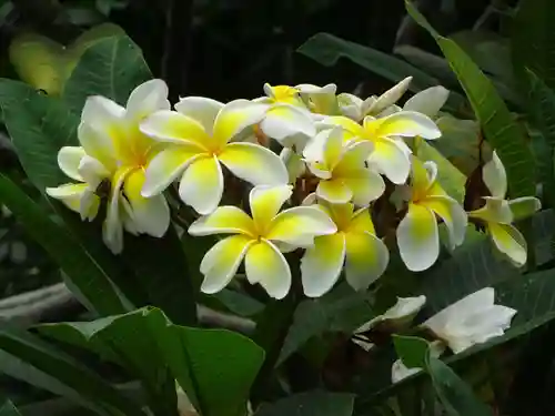 阿邪訶根神社の自然