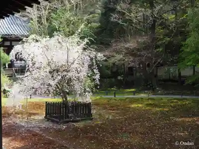 青蓮院門跡(京都府)