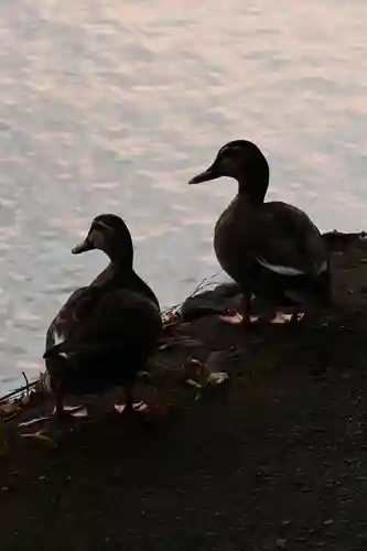 大悲閣千光寺(京都府)