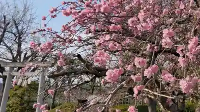 神道大教大和八幡神社(千葉県)