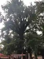 鬼子母神堂 (法明寺)の自然