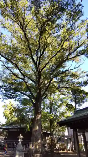 小杉神社(神奈川県)