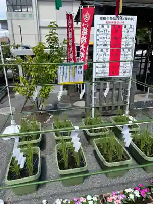 亀戸浅間神社(東京都)