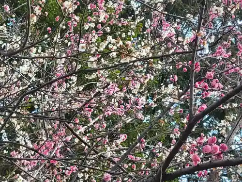 男山八幡宮の自然