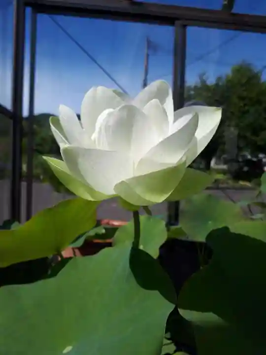 極楽山 浄土寺の自然