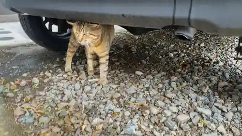 鹿角八坂神社の動物