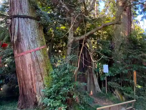 香取神宮の自然