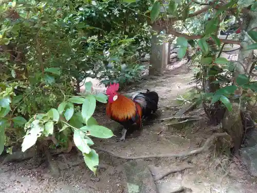 石上神宮の動物