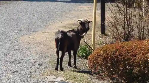 熊野神社の動物