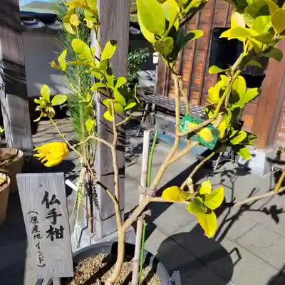 妙蓮寺(神奈川県)