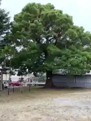 愛宕神社の自然