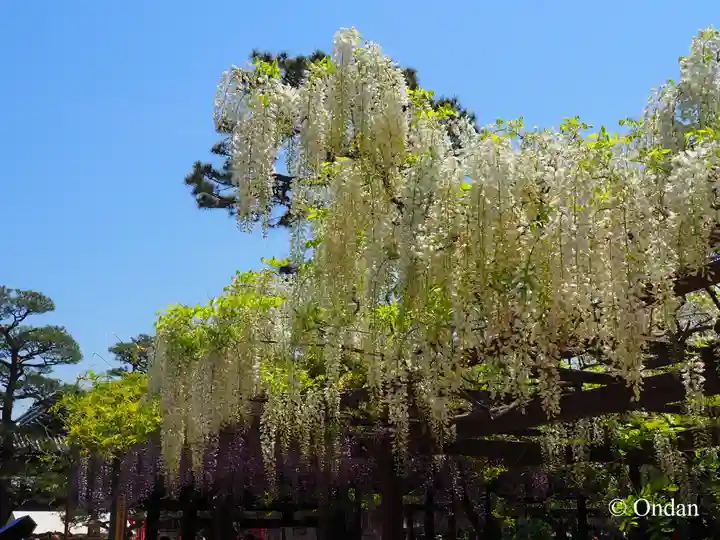 葛井寺(大阪府)