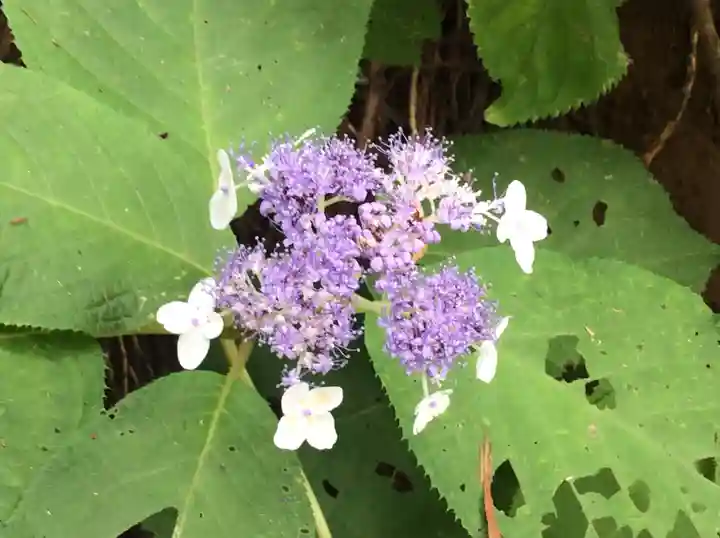 鷲子山上神社の自然