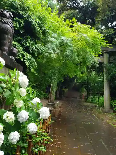 赤坂氷川神社の自然