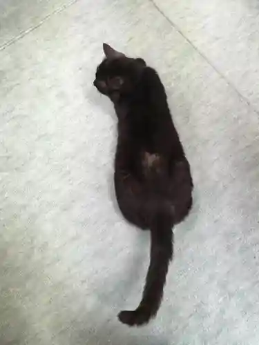 弥生神社の動物