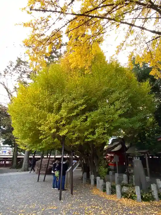 秩父神社の自然