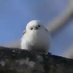 帯廣神社の動物