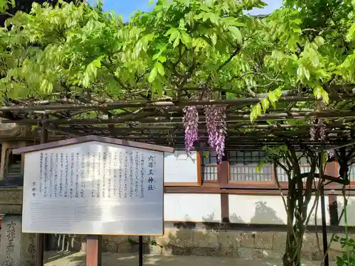 六孫王神社の自然