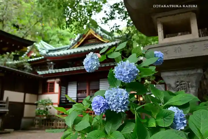 王子稲荷神社の自然