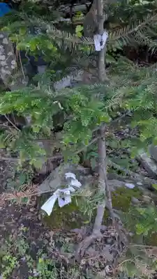 南豪神社のおみくじ