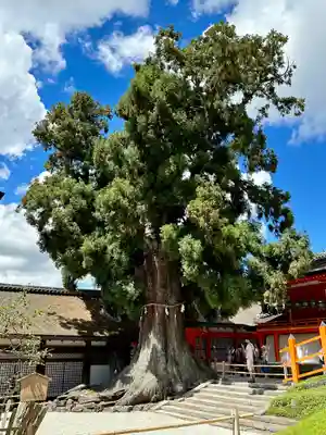 春日大社(奈良県)