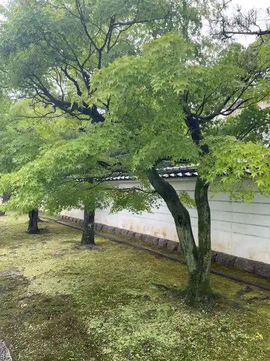 妙顯寺(妙顕寺)(京都府)