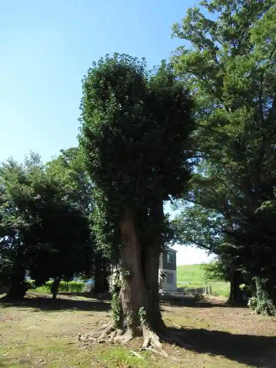 日枝神社の自然