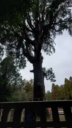霧島神宮の自然