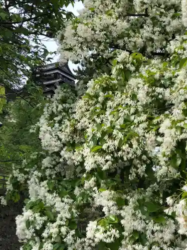 松江神社の自然